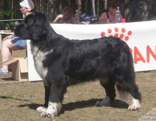 Фото: ньюфаундленд Mag Ispolin Elana (Маг Исполин Елана)