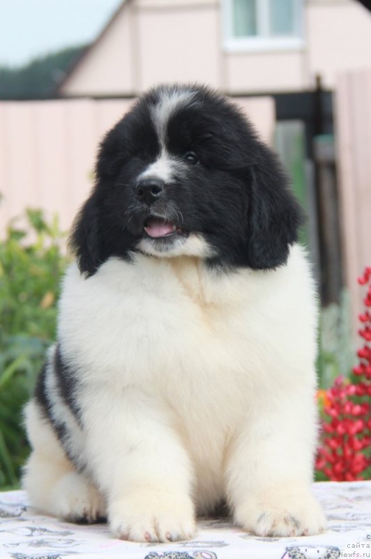 Фото: ньюфаундленд Akvian Song YEndorfin (Аквиан Сонг Эндорфин)