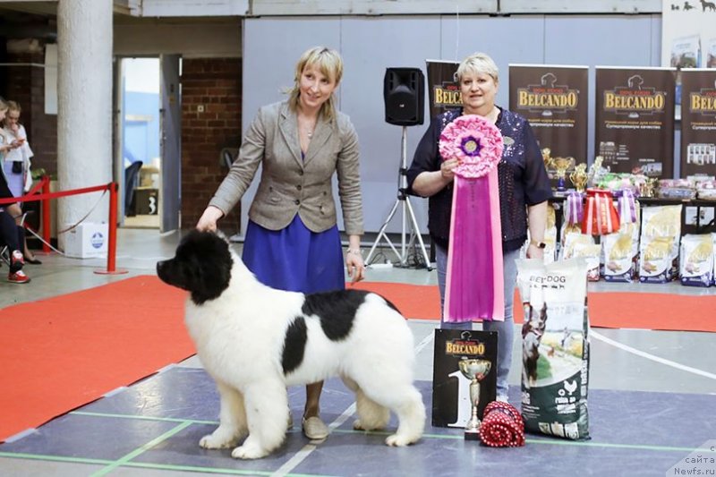 Фото: ньюфаундленд Akvian Song YEshol'ciya Blums (Аквиан Сонг Эшольция Блумс)