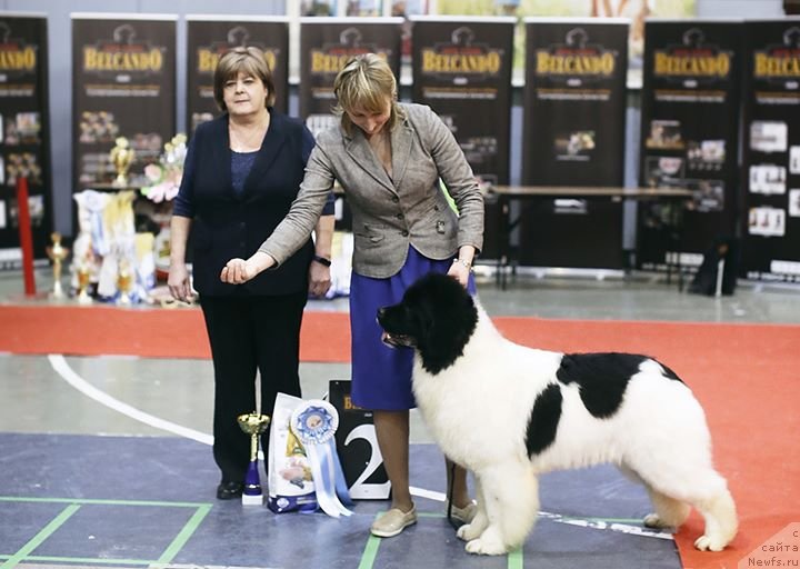 Фото: ньюфаундленд Akvian Song YEshol'ciya Blums (Аквиан Сонг Эшольция Блумс)