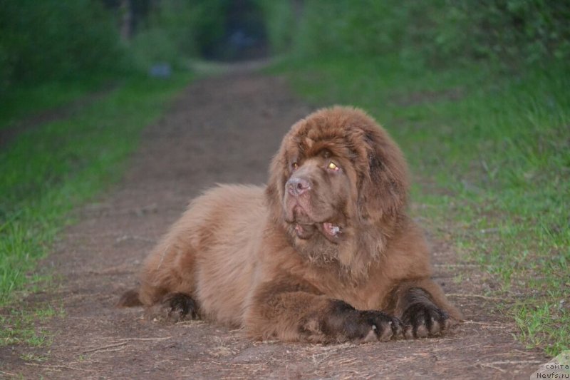 Фото: ньюфаундленд Sober-Oash Nikson dlya Vyatskogo Medvedya (Собер-Оаш Никсон для Вятского Медведя)