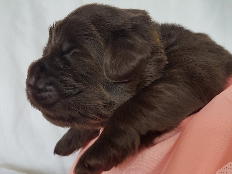 Фото: ньюфаундленд CHernyiy Balu Evita Leona (Черный Балу Евита Леона)