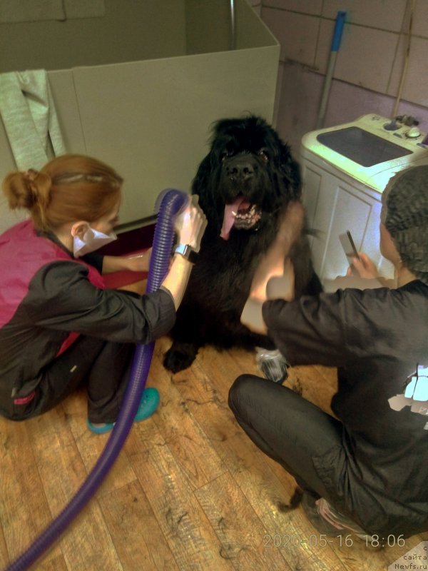 Фото: ньюфаундленд Ugryum Reka iz Tihogo Omuta (Угрюм Река Из Тихого Омута)