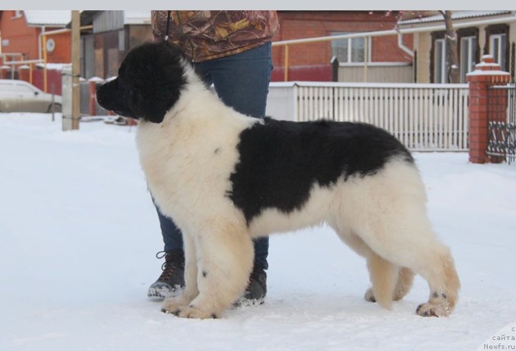 Фото: ньюфаундленд Akvian Song YEndorfin (Аквиан Сонг Эндорфин)