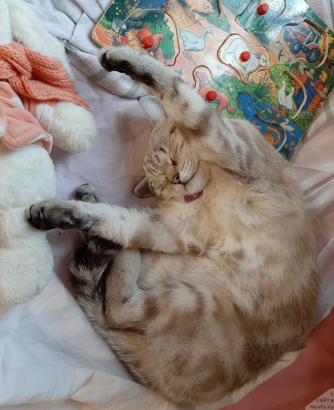 Фотография № 246937