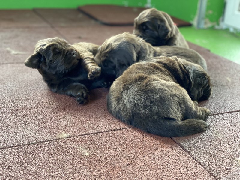 Фото: ньюфаундленд Aquatoriya Kelvin New Happiness