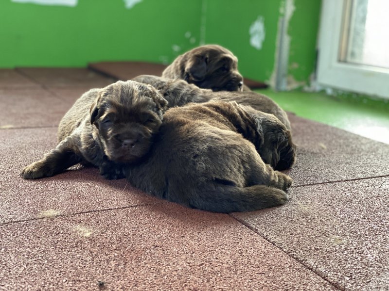 Фото: ньюфаундленд Aquatoriya Kelvin New Happiness