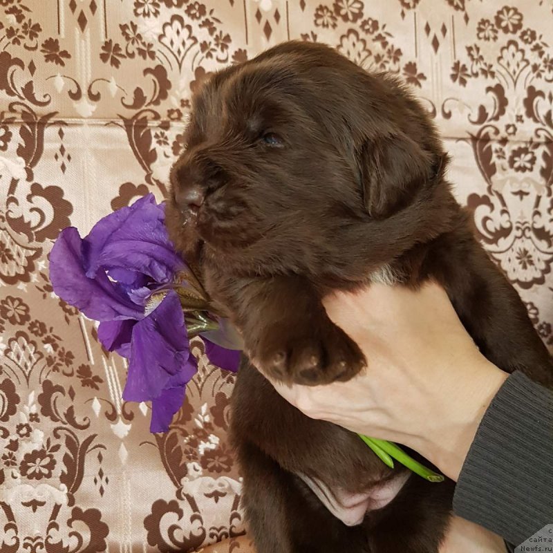 Фото: ньюфаундленд CHernyiy Balu Evita Leona (Черный Балу Евита Леона)