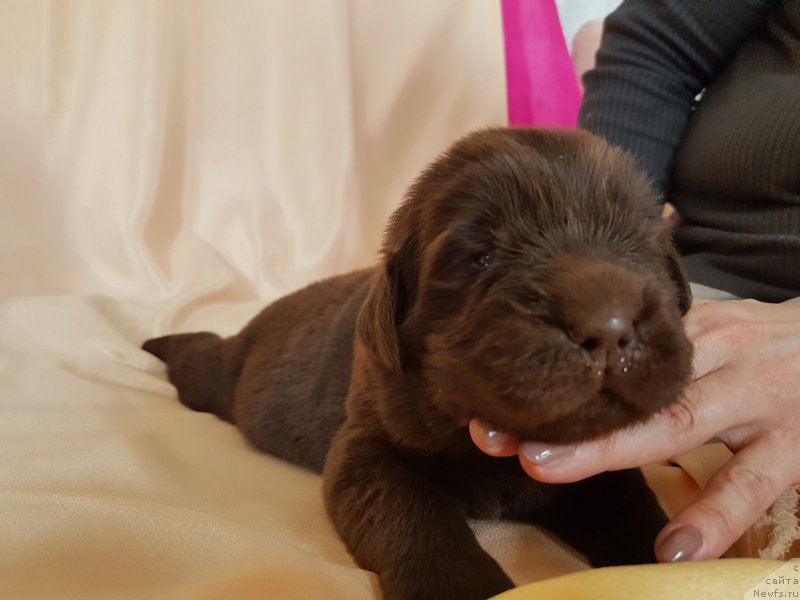 Фото: ньюфаундленд CHernyiy Balu Evita Leona (Черный Балу Евита Леона)