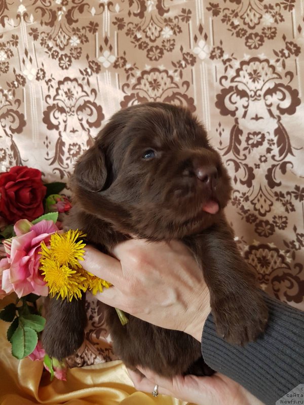 Фото: ньюфаундленд CHernyiy Balu Evita Leona (Черный Балу Евита Леона)