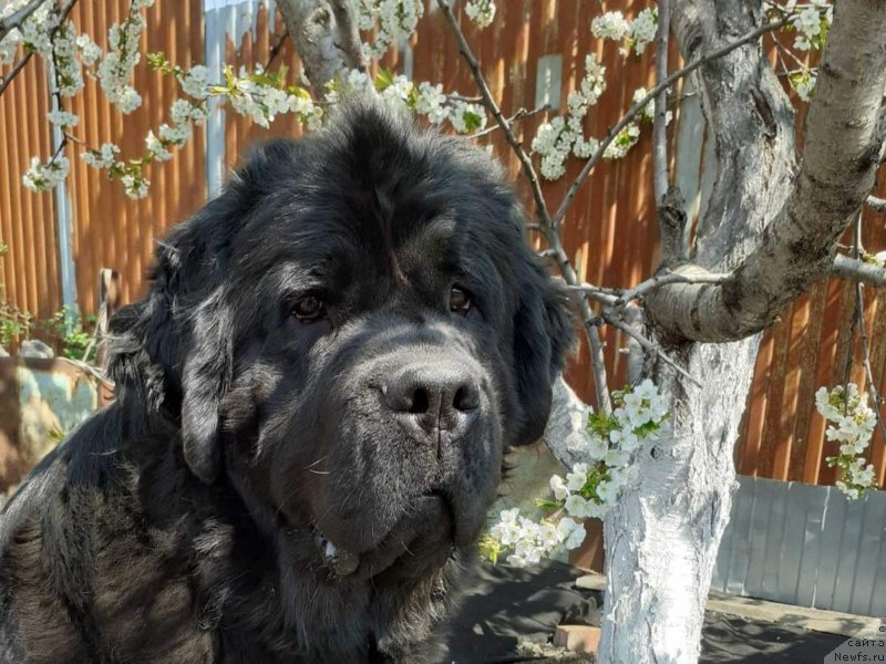 Фото: ньюфаундленд Cherniy Balu Miroslava (Черный Балу Мирослава)