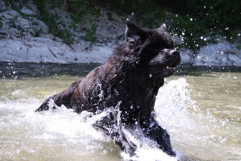 Фото: ньюфаундленд Terra Viktoriya Omnia Vinsent Amor (Терра Виктория Омниа Винсент Амор)