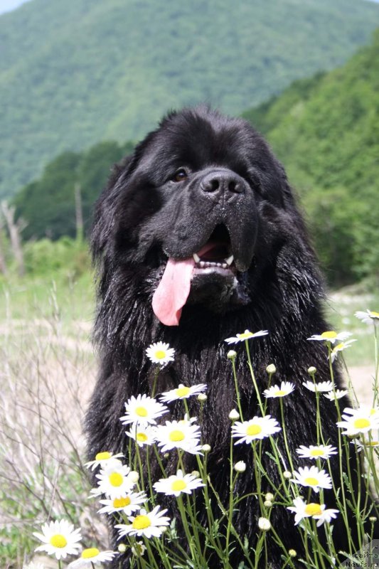 Фото: ньюфаундленд Terra Viktoriya Omnia Vinsent Amor (Терра Виктория Омниа Винсент Амор)