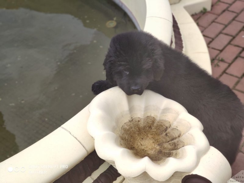 Фото: ньюфаундленд Terra Victoria Top Style O'Marble (Терра Виктория Топ Стайл О'Марбл)