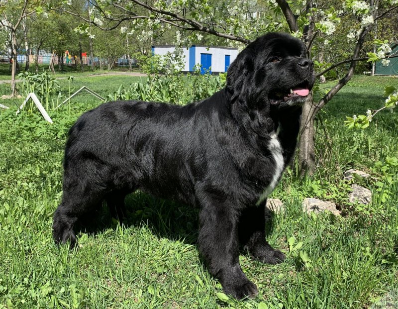 Фото: ньюфаундленд Alis Blues Perfect Panda (Элис Блюз Перфект Панда)