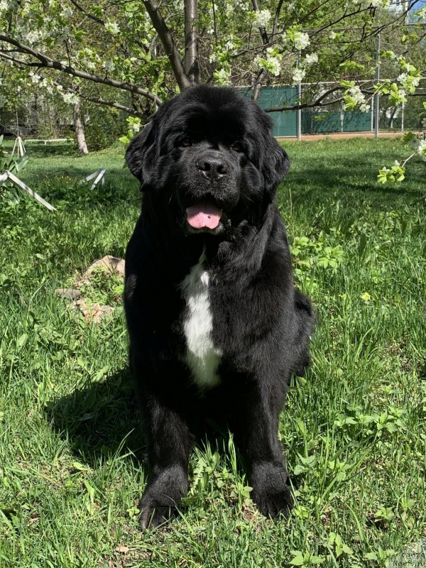 Фото: ньюфаундленд Alis Blues Perfect Panda (Элис Блюз Перфект Панда)