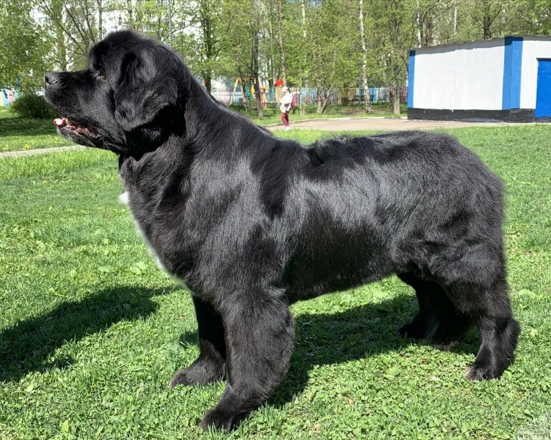 Фото: ньюфаундленд Alis Blues Perfect Panda (Элис Блюз Перфект Панда)