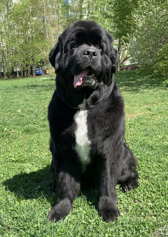 Фото: ньюфаундленд Alis Blues Perfect Panda (Элис Блюз Перфект Панда)