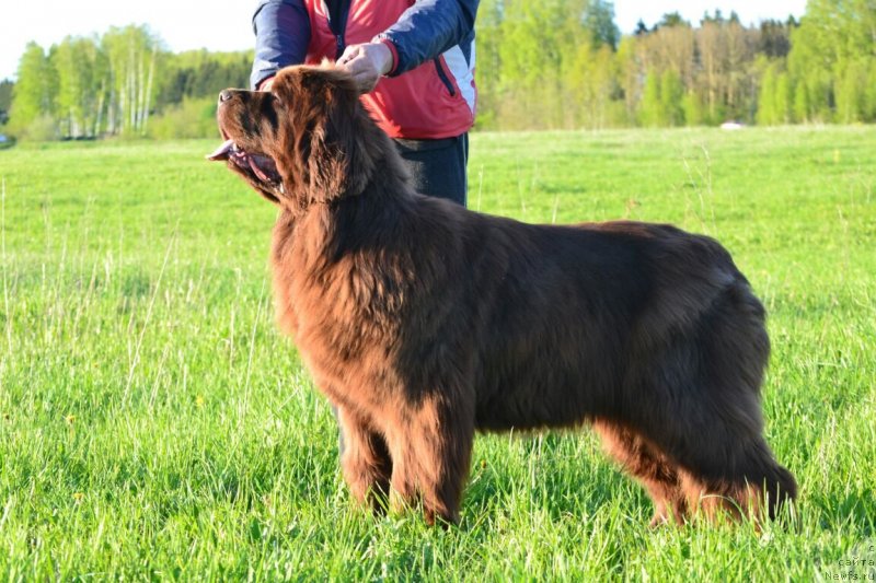 Фото: ньюфаундленд Hanni dlya Vyatskikh Medvedey (Ханни для Вятских Медведей)