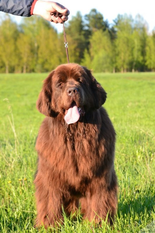Фото: ньюфаундленд Hanni dlya Vyatskikh Medvedey (Ханни для Вятских Медведей)