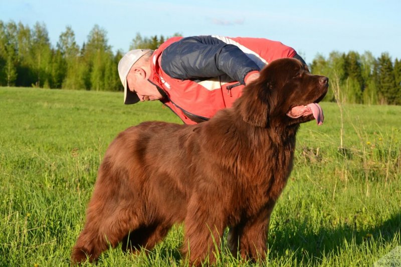 Фото: ньюфаундленд Hanni dlya Vyatskikh Medvedey (Ханни для Вятских Медведей)