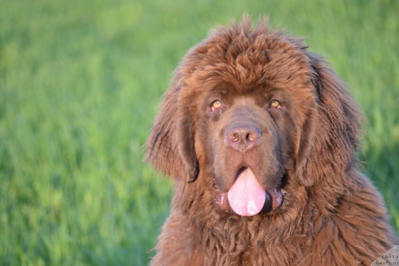 Фото: ньюфаундленд Sober-Oash Nikson dlya Vyatskogo Medvedya (Собер-Оаш Никсон для Вятского Медведя)