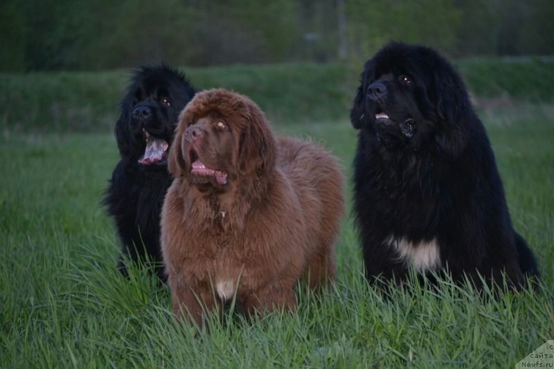 Фото: ньюфаундленд Sober-Oash Nikson dlya Vyatskogo Medvedya (Собер-Оаш Никсон для Вятского Медведя), ньюфаундленд Mnogolikaya Boginya Manifik (Многоликая Богиня Манифик), ньюфаундленд Vyatskiy Medved Prohor (Вятский Медведь Прохор)