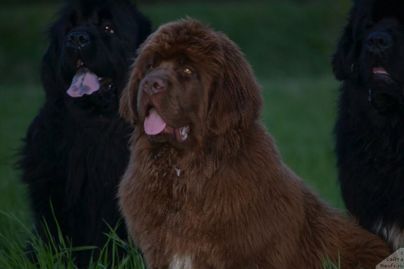 Фото: ньюфаундленд Sober-Oash Nikson dlya Vyatskogo Medvedya (Собер-Оаш Никсон для Вятского Медведя)