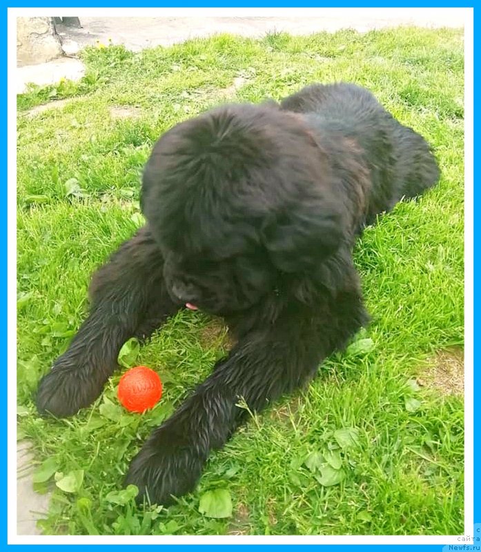 Фото: Мишка