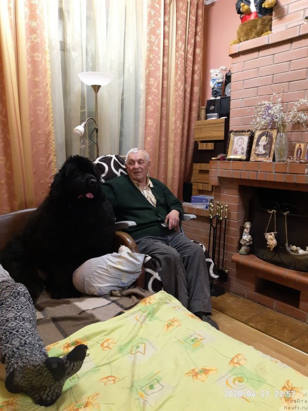 Фото: ньюфаундленд Sazerlend Marni Lauder (Сазерленд Марни Лаудер)