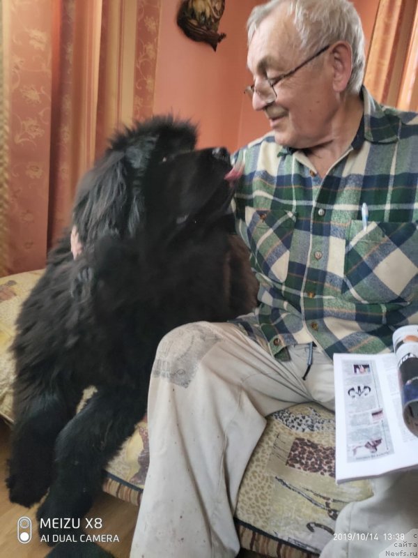 Фото: ньюфаундленд Sazerlend Marni Lauder (Сазерленд Марни Лаудер)