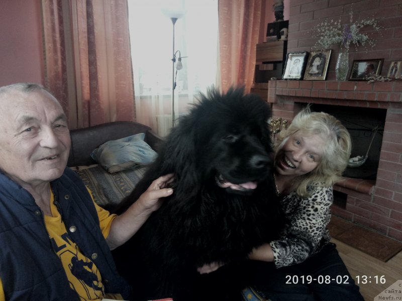 Фото: ньюфаундленд Sazerlend Marni Lauder (Сазерленд Марни Лаудер)