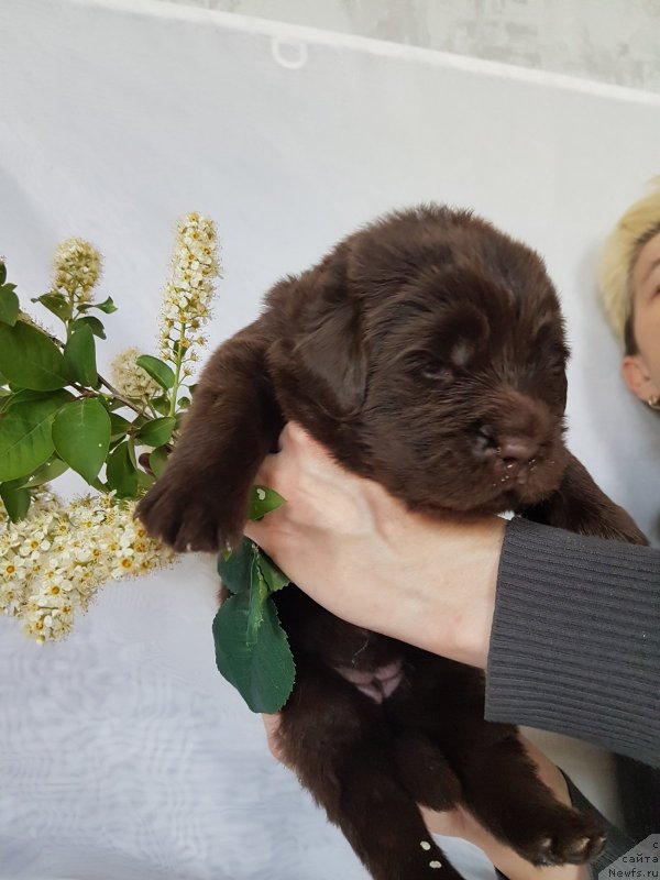 Фото: ньюфаундленд CHernyiy Balu Evita Leona (Черный Балу Евита Леона)