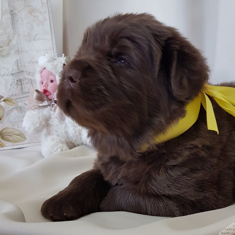 Фото: ньюфаундленд CHernyiy Balu Evita Leona (Черный Балу Евита Леона)