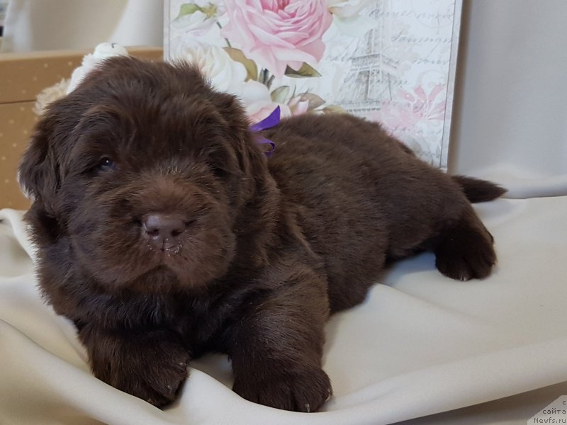 Фото: ньюфаундленд CHernyiy Balu Evita Leona (Черный Балу Евита Леона)