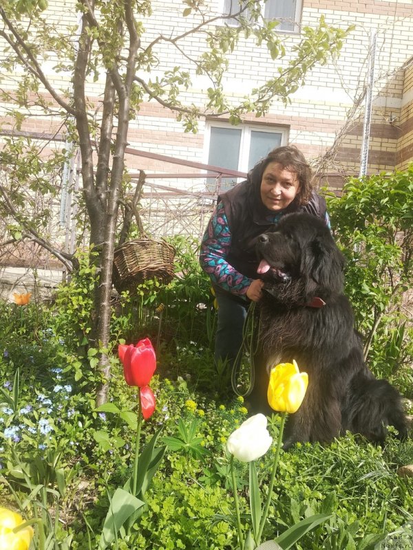 Фото: ньюфаундленд Daanich Veselyiy Rodjer (Даанич Веселый Роджер)