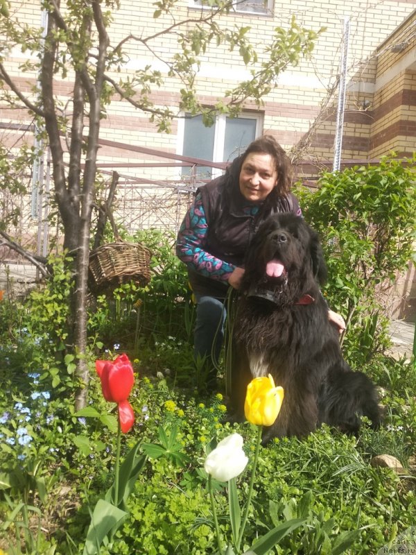 Фото: ньюфаундленд Daanich Veselyiy Rodjer (Даанич Веселый Роджер), Liliana Rahmatova (Лилиана Рахматова)