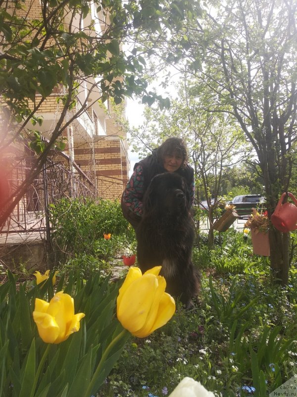 Фото: ньюфаундленд Daanich Veselyiy Rodjer (Даанич Веселый Роджер)