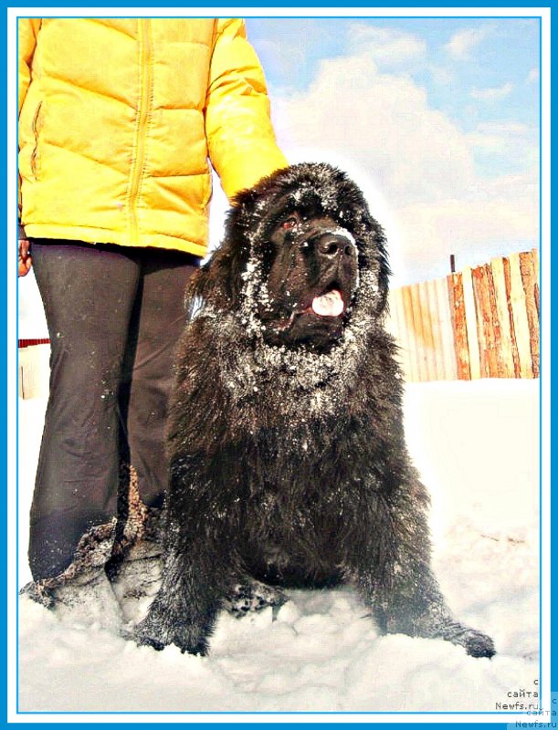 Фото: ньюфаундленд N'yufort Bestseller (Ньюфорт Бестселлер)