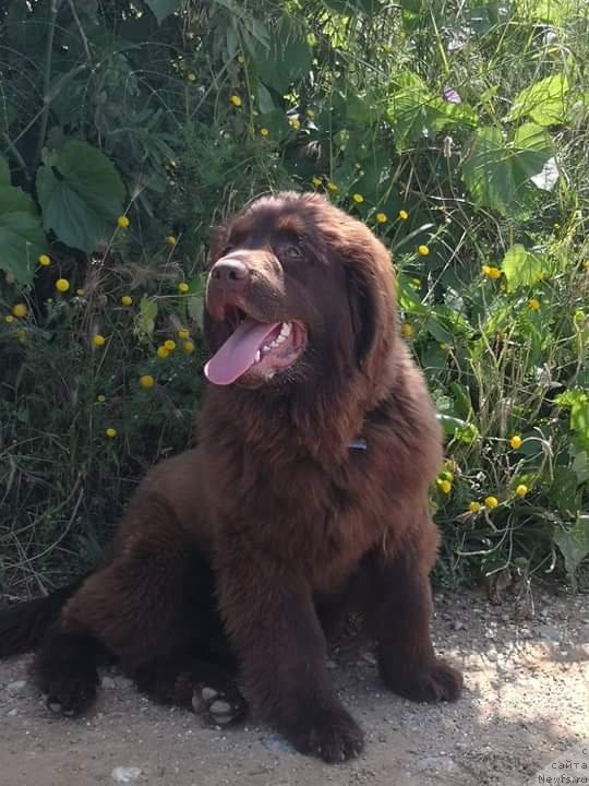 Фото: ньюфаундленд Super Premium Gina (Супер Премиум Гина)