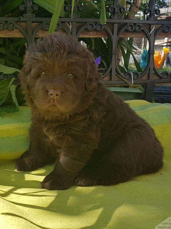 Фото: ньюфаундленд CHernyiy Balu Evita Leona (Черный Балу Евита Леона)