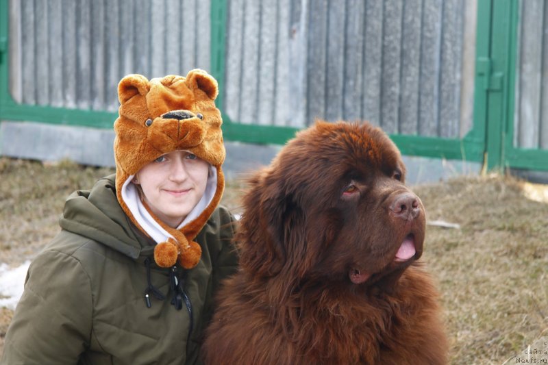 Фото: Olesya Gniteeva (Олеся Гнитеева), ньюфаундленд Obush Shed Myod Slashche Yantarya (Обуш Шед Мёд Слаще Янтаря)