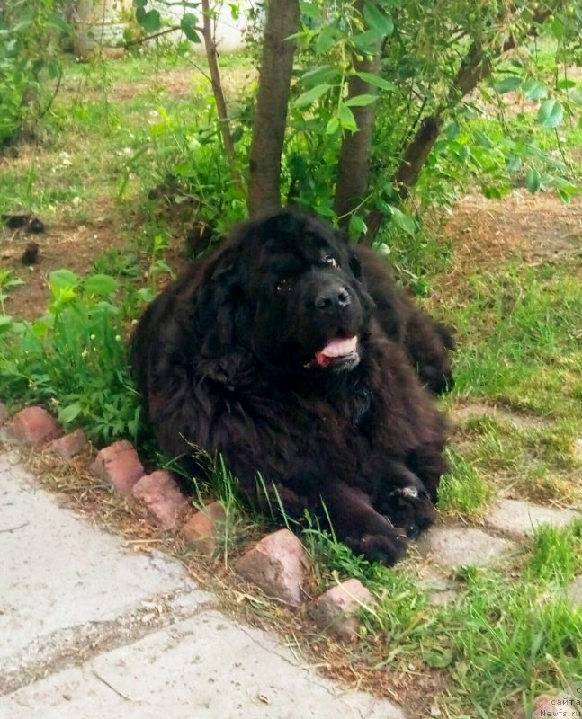 Фото: ньюфаундленд Ugryum Reka iz Tihogo Omuta (Угрюм Река Из Тихого Омута)