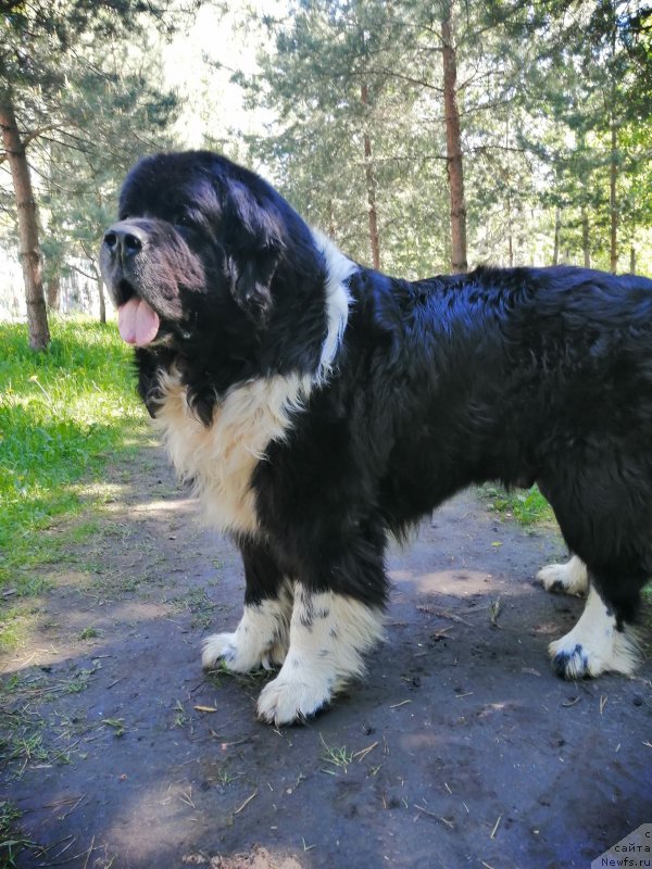 Фото: ньюфаундленд Starbimovlav Gardemarin (Старбимовлав Гардемарин)