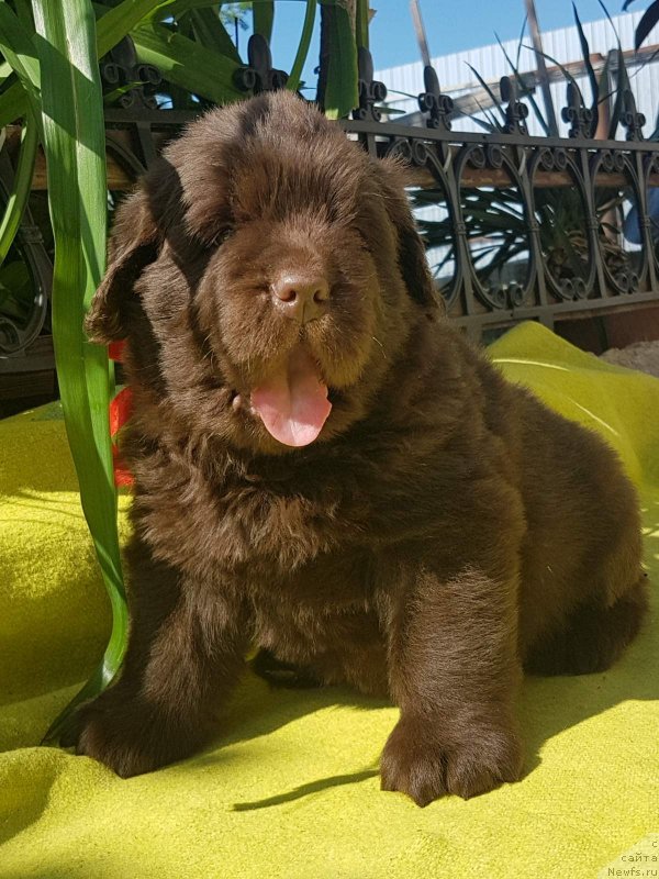 Фото: ньюфаундленд CHernyiy Balu Evita Leona (Черный Балу Евита Леона)