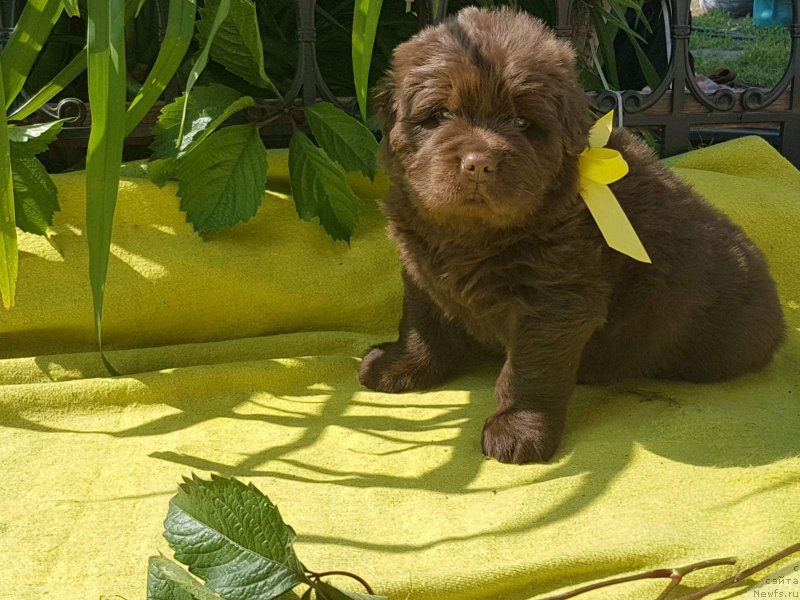 Фото: ньюфаундленд CHernyiy Balu Evita Leona (Черный Балу Евита Леона)