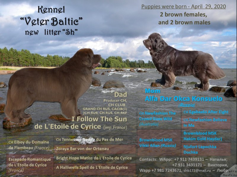 Фото: ньюфаундленд I Follow The Sun de L'Etoile de Cyrice, ньюфаундленд Alfa Dar Oksa Konsuelo (Альфа Дар Окса Консуэло)