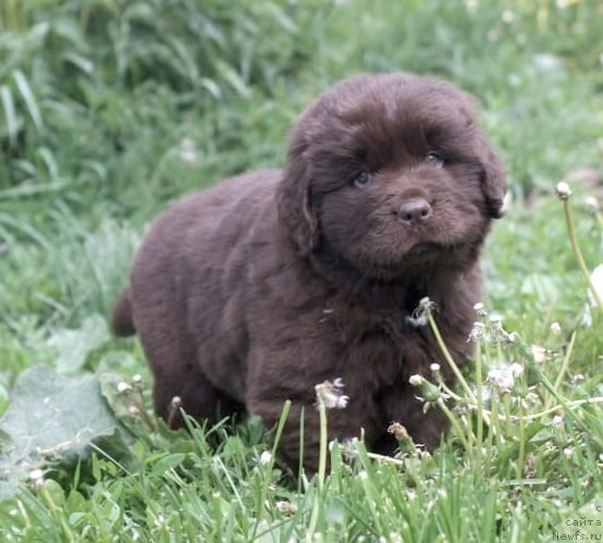 Фото: ньюфаундленд I Follow The Sun de L'Etoile de Cyrice, ньюфаундленд Alfa Dar Oksa Konsuelo (Альфа Дар Окса Консуэло)