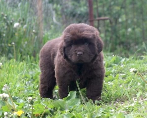 Фото: ньюфаундленд I Follow The Sun de L'Etoile de Cyrice, ньюфаундленд Alfa Dar Oksa Konsuelo (Альфа Дар Окса Консуэло)