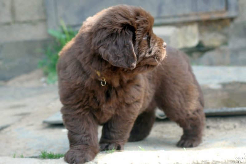 Фото: ньюфаундленд I Follow The Sun de L'Etoile de Cyrice, ньюфаундленд Alfa Dar Oksa Konsuelo (Альфа Дар Окса Консуэло)